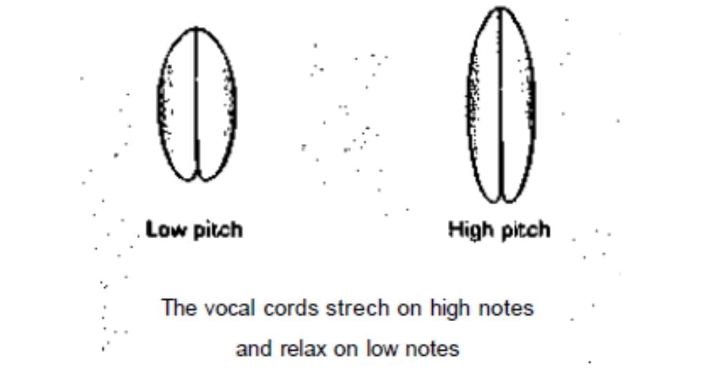 cordas-vocais