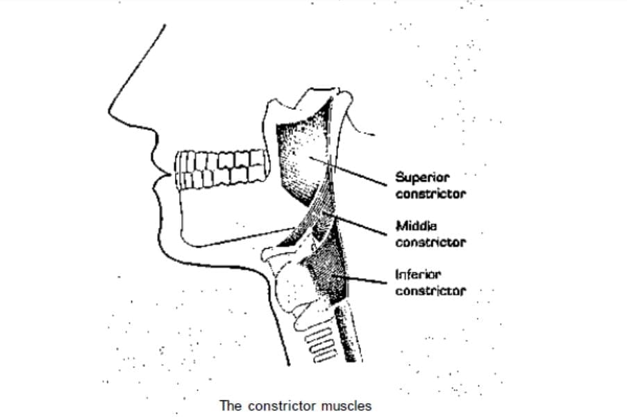 musculo-de-constricao-das-cordas-vocais